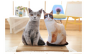 Plush Toy Cat Pillow - 3D Realistic Pet Design